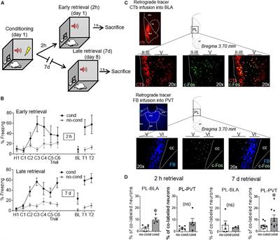 Time-Dependent Recruitment of Prelimbic Prefrontal Circuits for Retrieval of Fear Memory